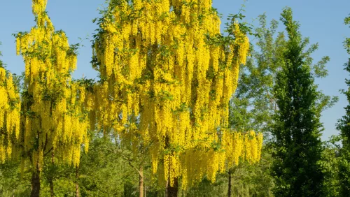 Aranyeső - Laburnum × watereri ‘Vossii’ K5