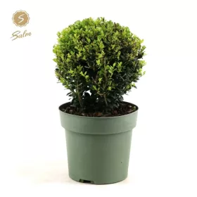 Gömbre nyírt magyal - Ilex crenata "Jenny"