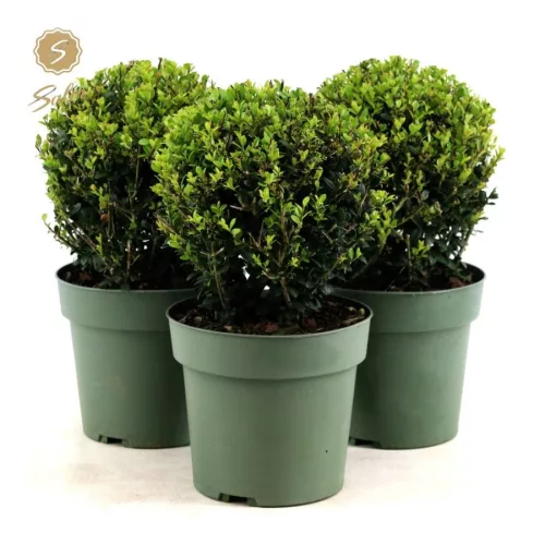 Gömbre nyírt magyal - Ilex crenata "Jenny"