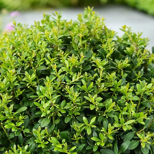 Gömbre nyírt magyal - Ilex crenata "Jenny"