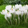 Krókusz - Crocus vernus ‘Jeanne d'Arc’ Cs9