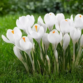 Krókusz - Crocus vernus ‘Jeanne d'Arc’ Cs9