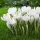 Krókusz - Crocus vernus ‘Jeanne d'Arc’ Cs9