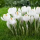 Krókusz - Crocus vernus ‘Jeanne d'Arc’ Cs9