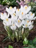 Krókusz - Crocus vernus ‘Jeanne d'Arc’ Cs9