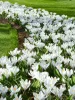 Krókusz - Crocus vernus ‘Jeanne d'Arc’ Cs9