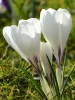 Krókusz - Crocus vernus ‘Jeanne d'Arc’ Cs9