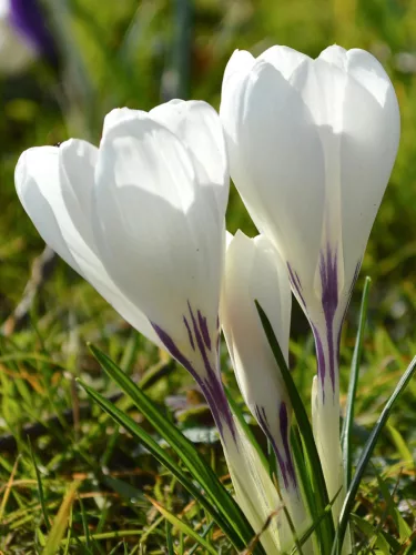 Krókusz - Crocus vernus ‘Jeanne d'Arc’ Cs9