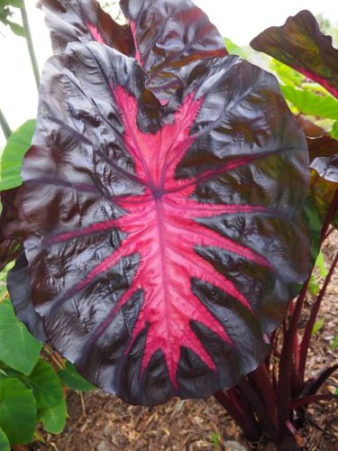 Elefántfül - Colocasia Schott Redemption