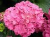 Kerti Hortenzia " Rózsaszín " - Hydrangea macrophylla