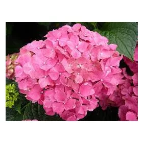   Kerti Hortenzia " Rózsaszín " - Hydrangea macrophylla
