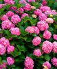 Kerti Hortenzia " Rózsaszín " - Hydrangea macrophylla