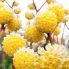 Illatos virágú japán papírcserje - Edgeworthia chrysantha "Grandiflora"