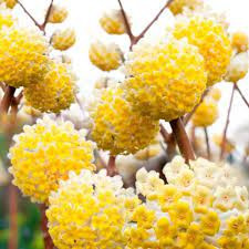 Illatos virágú japán papírcserje - Edgeworthia chrysantha "Grandiflora"