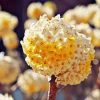 Illatos virágú japán papírcserje - Edgeworthia chrysantha "Grandiflora"