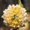 Illatos virágú japán papírcserje - Edgeworthia chrysantha "Grandiflora"