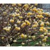 Illatos virágú japán papírcserje - Edgeworthia chrysantha "Grandiflora"