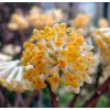 Illatos virágú japán papírcserje - Edgeworthia chrysantha "Grandiflora"