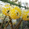 Illatos virágú japán papírcserje - Edgeworthia chrysantha "Grandiflora"