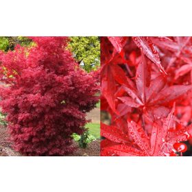   Japán juhar - Acer palmatum "Twombley's Red Sentinel"
