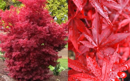 Japán juhar - Acer palmatum "Twombley's Red Sentinel"