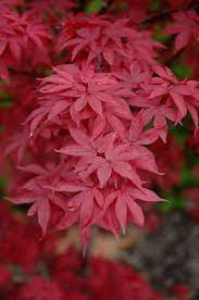 Japán juhar - Acer palmatum "Twombley's Red Sentinel"