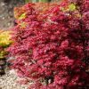 Japán juhar - Acer palmatum "Twombley's Red Sentinel"