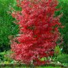 Japán juhar - Acer palmatum "Twombley's Red Sentinel"