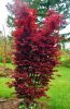 Japán juhar - Acer palmatum "Twombley's Red Sentinel"