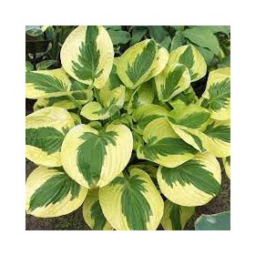 Árnyékliliom - Hosta 'Brim Cup'