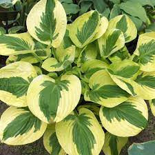 Árnyékliliom - Hosta 'Brim Cup'