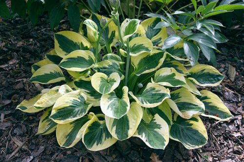 Árnyékliliom - Hosta 'Brim Cup'