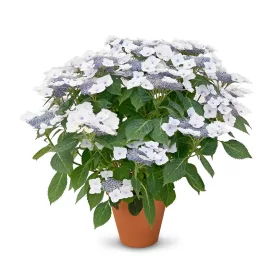  Hibrid Hortenzia - Hydrangea hybrida - "Million Stars Altair White/Blue" K5