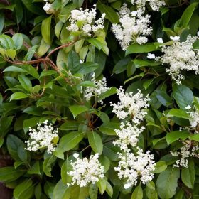 Örökzöld kúszó hortenzia - Hydrangea seemannii