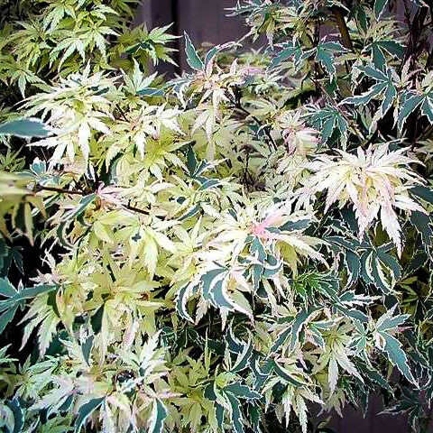 Japán juhar - Acer palmatum "Butterfly"