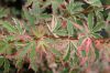 Japán juhar - Acer palmatum "Butterfly"