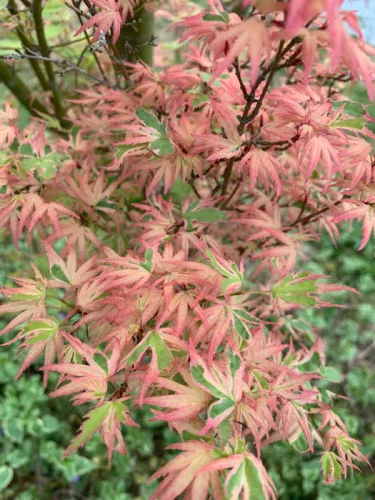 Japán juhar - Acer palmatum "Butterfly"