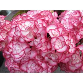   Kerti hortenzia - Hydrangea macrophylla 'Miss Saori" Cs9