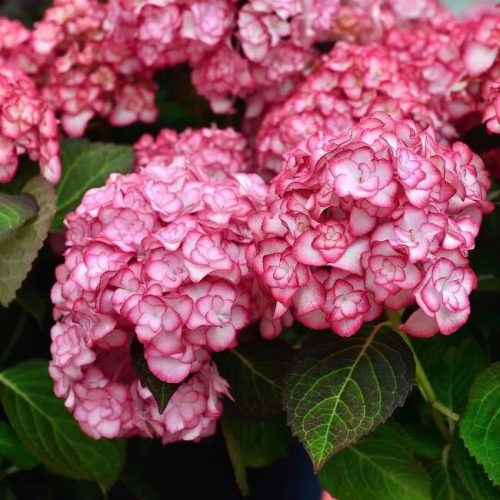 Kerti hortenzia - Hydrangea macrophylla 'Miss Saori" Cs9