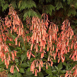 Folyóharang - Phygelius rectus "Candy Drops Tangerine"