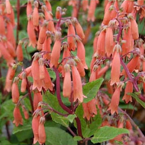 Folyóharang - Phygelius rectus "Candy Drops Tangerine"