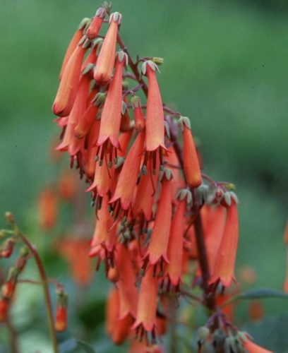 Folyóharang - Phygelius rectus "Candy Drops Tangerine"