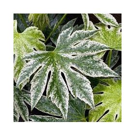 Japán arália -  Fatsia japonica Spider's Web