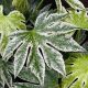 Japán arália -  Fatsia japonica Spider's Web