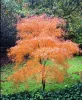 Japán juhar - Acer palmatum "Koto-no-ito" K7,5