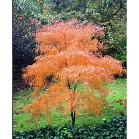Japán juhar - Acer palmatum "Koto-no-ito" K7,5