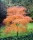 Japán juhar - Acer palmatum "Koto-no-ito" K7,5