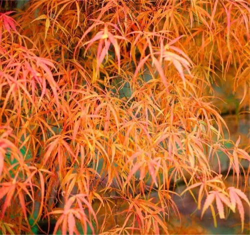 Japán juhar - Acer palmatum "Koto-no-ito" K7,5