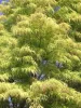 Japán juhar - Acer palmatum "Koto-no-ito" K7,5