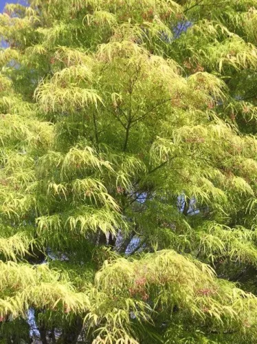 Japán juhar - Acer palmatum "Koto-no-ito" K7,5
